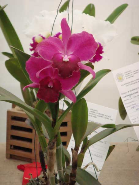 Cattleya